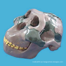 Pesquisa médica Orr Literati Skull Head Satomy Model